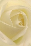 This image immerses you within the peaceful embrace of a cream-white rose, as if you're nestled among its petals on a soft Harrow morning. Each petal unfurls in spirals, delicate and light as a whisper-textured like fine silk caressed by a gentle breeze from Kenton Lane. Luminous highlights wash across the ivory surfaces, while gentle shadows curl and deepen between the folds, introducing a quiet drama to the scene. There's pure serenity here, reminiscent of early walks through Harrow Weald's peaceful neighbourhoods when every detail feels heightened and full of promise. As an expert florist, I see this rose as the embodiment of reverence-perfect for heartfelt sympathy, admiration, or to usher in new beginnings with grace. The composition bursts with careful artistry, echoing the thoughtful hand-selection and attentive design that define flowers arranged and delivered locally. The rose's close-up intimacy seems to whisper softly, filling the mind with the scent of delicate sweetness that lingers just on the edge of memory, waiting to be shared on a special occasion.